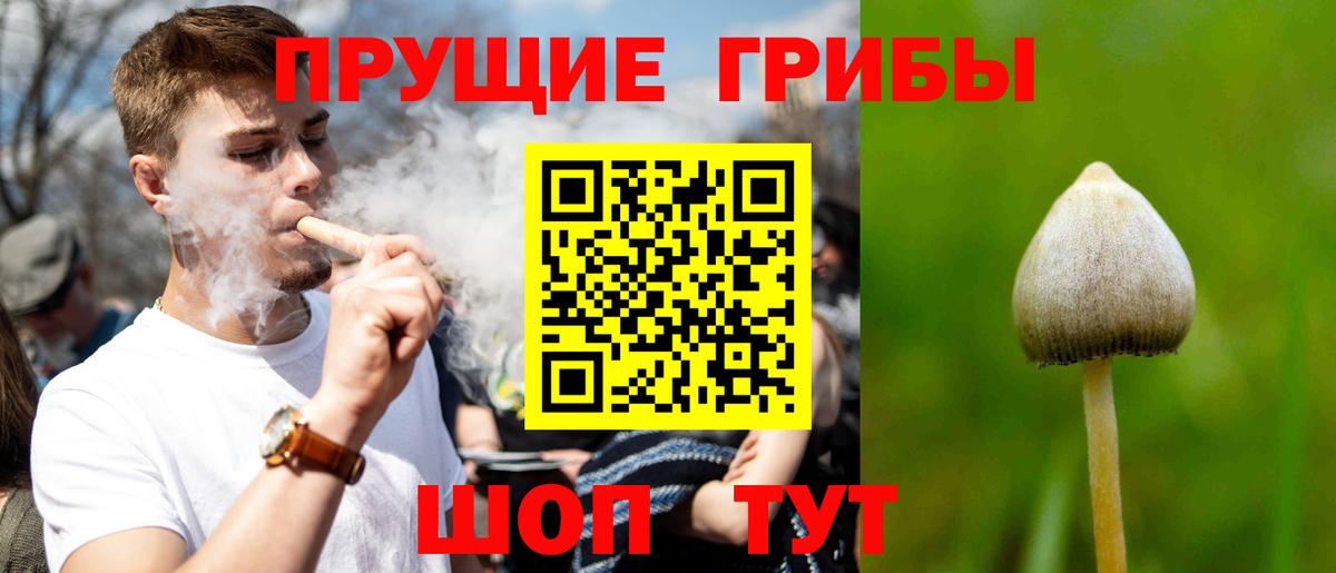 Псилоцибиновые грибы Psilocybe  Вход с VPN  Ступино 